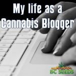 Life of a cannabis blogger