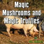 Magic Mushrooms and Magic Truffles