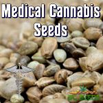 Medical Cannabis Seeds