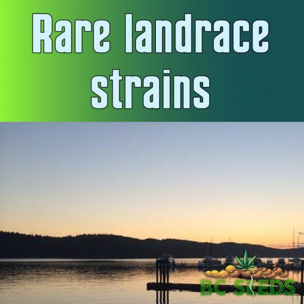 Rare Landrace Strains - BC Seeds