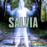 Salvia