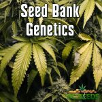 Seed Bank Genetics