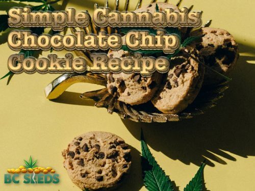 Simple Cannabis Chocolate Chip Cookie Recipe - BC Seeds