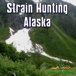 Strain Hunting Alaska