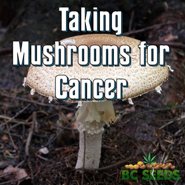 Taking Mushrooms for Cancer Using Psilocybin and KA21