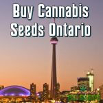 Buy Cannabis Seeds Ontario