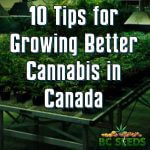 Grow Better Cannabis