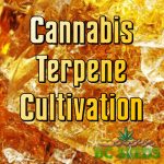 Cannabis Terpene Cultivation