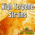 High Terpene Strains