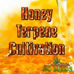 Honey Terpene Cultivation