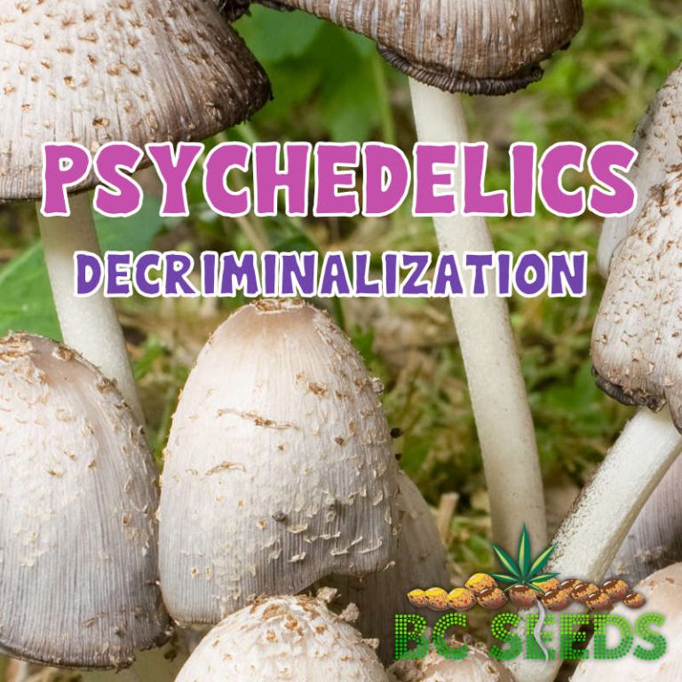 Psychedelics Decriminalization - A Huge Step Forward | BC Seeds